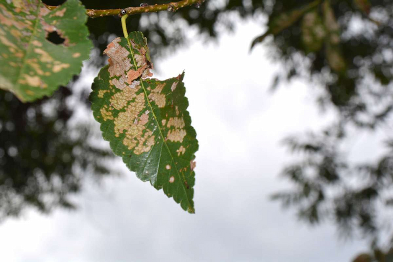 Attacked tree form elm leaf beetles