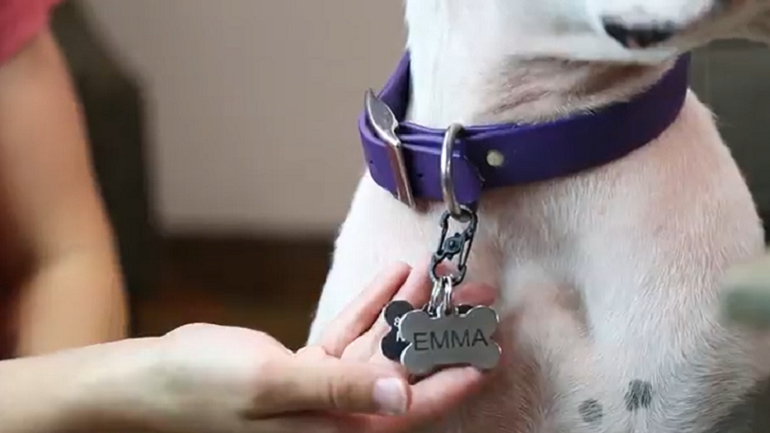 collar with ID for dogs 
