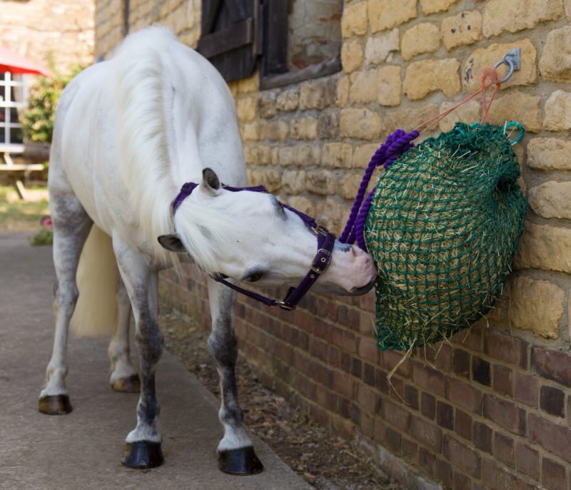 white-horse-mini-horse-hay-feeder