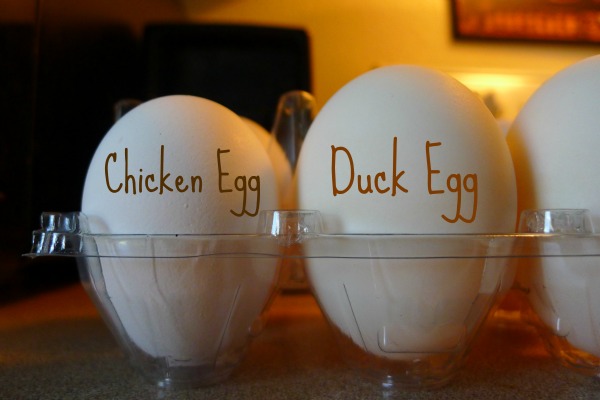 chicken-egg-duck-egg