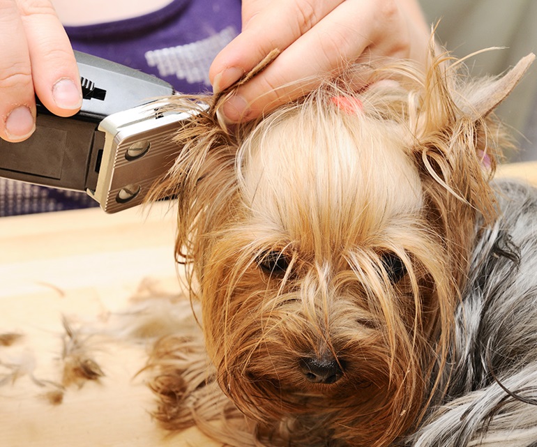 A person grooming a dog with cordless hair clippers