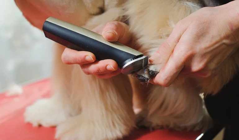 a person using a well-designed cordless hair clippers to groom his dogs paws