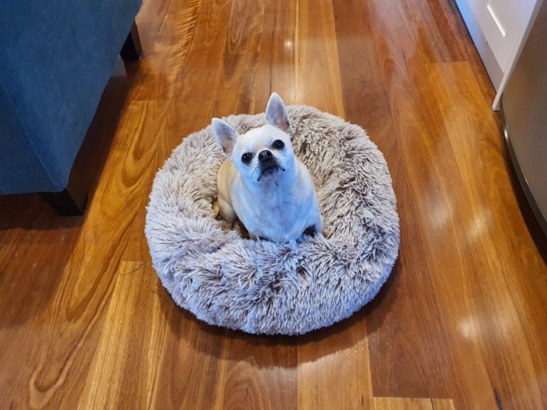 dog sitting in a cuddler dog bed