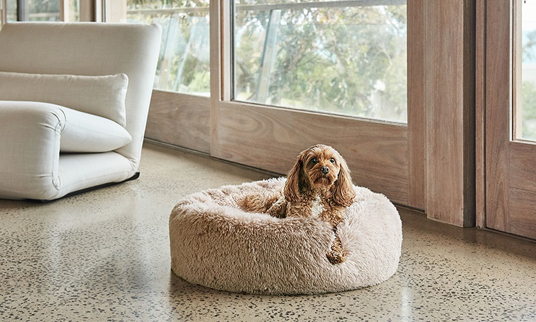 dog lounging in a stylish,modern dog bed