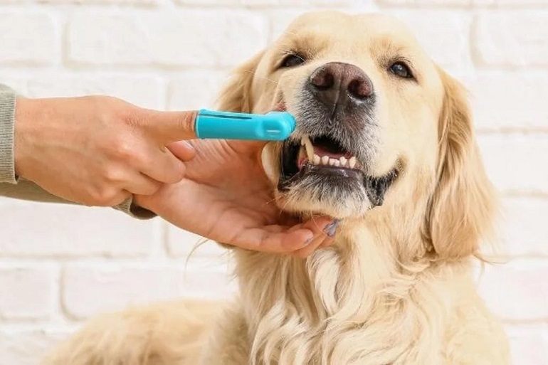 Dog dental care