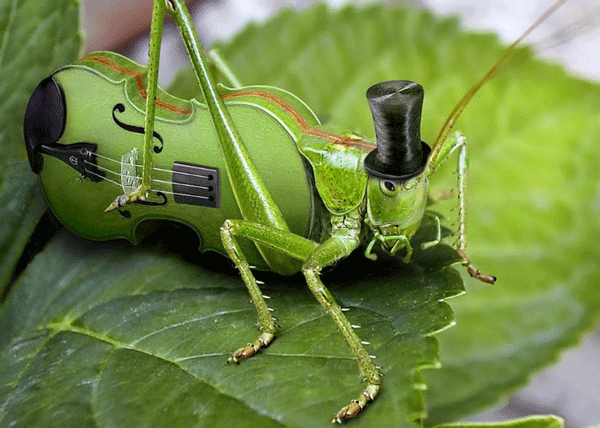insect-inspired-hearing-aid