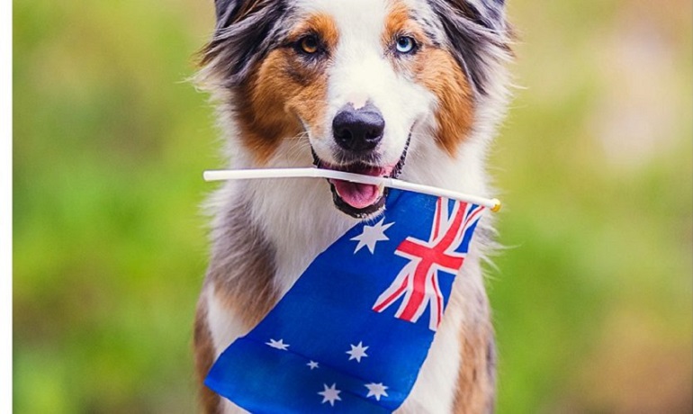 pet travel Australia
