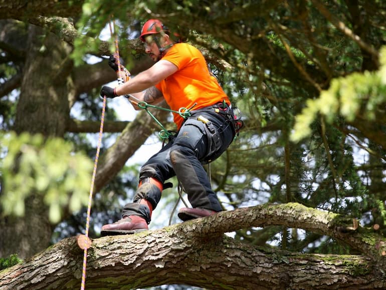 professional arborist on a tree