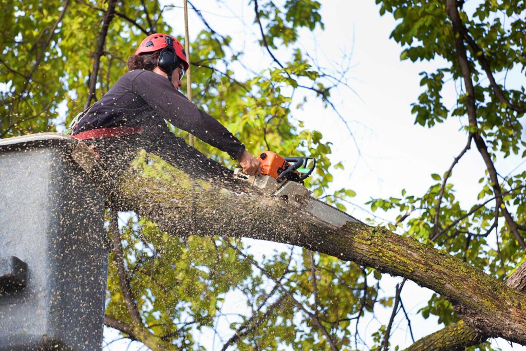 professional tree services