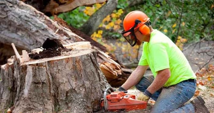 man removing tree