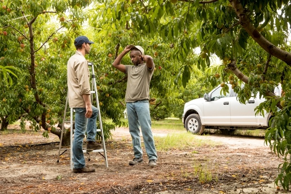 tree surgeons assessing fruit trees