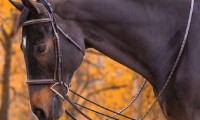 Horse Riding Is More Than a Trend: Get a Handle on Your Horse Reins