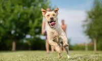Canine Care: Must-Have Supplies for a Happy, Healthy Pooch