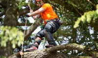 Powerline Tree Clearing: Safety Before Trend